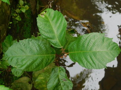 Ficus