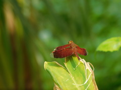Neurothemis terminata