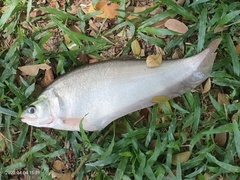 Notopterus notopterus