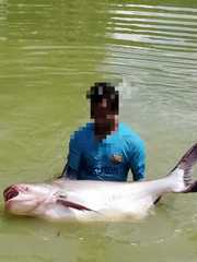 Pangasius sanitwongsei