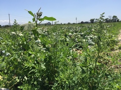 Chenopodium ficifolium