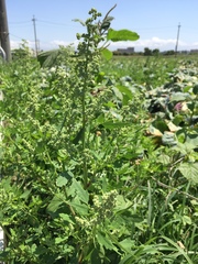 Chenopodium ficifolium