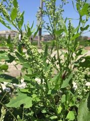 Chenopodium ficifolium