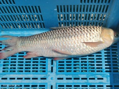 Leptobarbus rubripinna