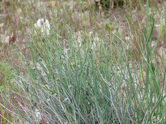 Launaea pumila