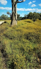 Cineraria lyratiformis
