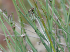 Launaea pumila