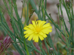Launaea pumila