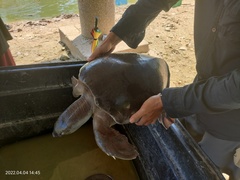 Carettochelys insculpta