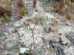 Hippocrepis ciliata