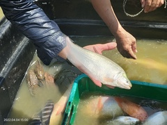 Notopterus notopterus