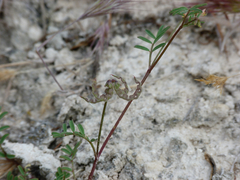 Hippocrepis ciliata