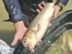 Leptobarbus rubripinna