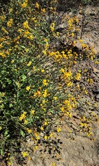 Cineraria lyratiformis