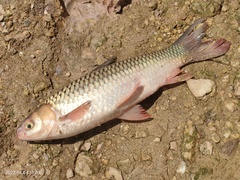 Leptobarbus rubripinna