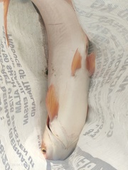 Pangasianodon