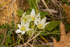 Ornithogalum orthophyllum