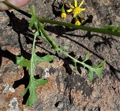 Cineraria lyratiformis