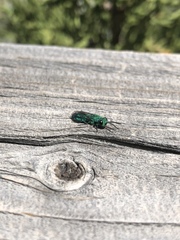 Chrysura