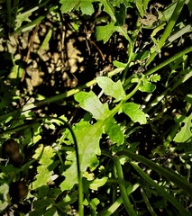 Cineraria lyratiformis