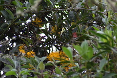 Gaiadendron