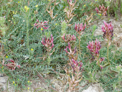 Astragalus incanus