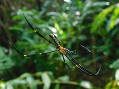 Nephila pilipes