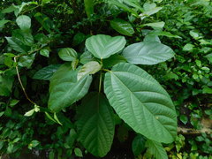 Ficus