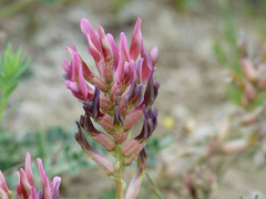 Astragalus incanus