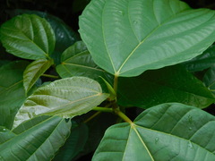 Ficus
