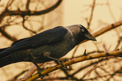 Corvus monedula soemmerringii