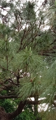 Pinus luchuensis