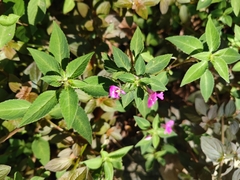 Balsaminaceae