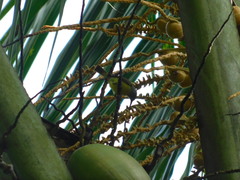 Anthreptes malacensis