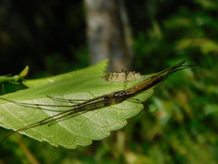 Tetragnatha