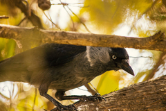 Corvus monedula soemmerringii