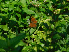 Doleschallia bisaltide