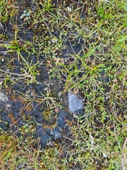 Lobelia fugax