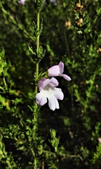Prostanthera cryptandroides