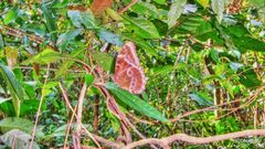Morpho helenor achillaena