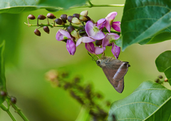 Hasora chromus chromus