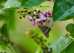 Hasora chromus chromus