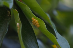 Tessaratoma papillosa