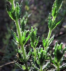 Prostanthera cryptandroides