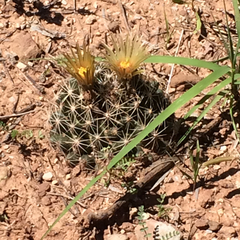 Escobaria missouriensis