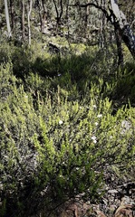 Prostanthera cryptandroides