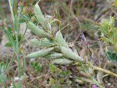 Astragalus incanus