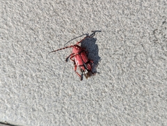 Dicelosternus corallinus