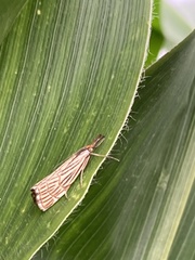 Chrysocrambus