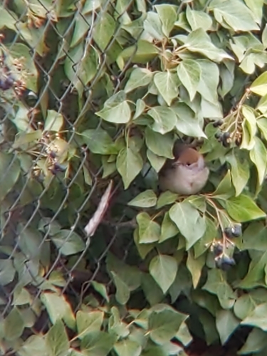 Curruca capirotada (Sylvia atricapilla)